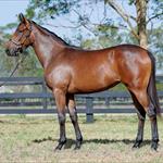 The 2019 Inglis Classic Sale Delivers The 2019 Inglis Classic Sale Delivers